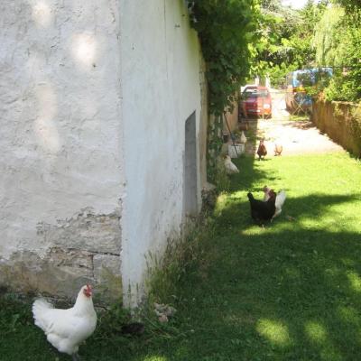 Les poules du gîte