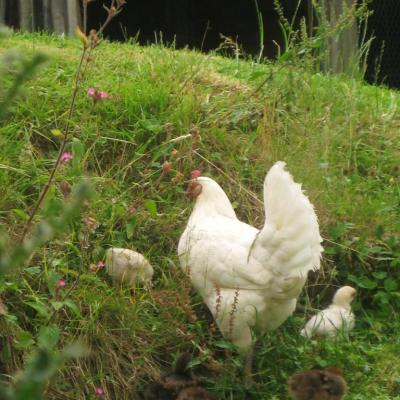 Poule et petits poussins