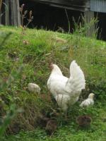 Une mère poule et ses petits